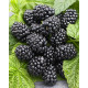 Ежевика сорт Лох Несс, полуупакованные