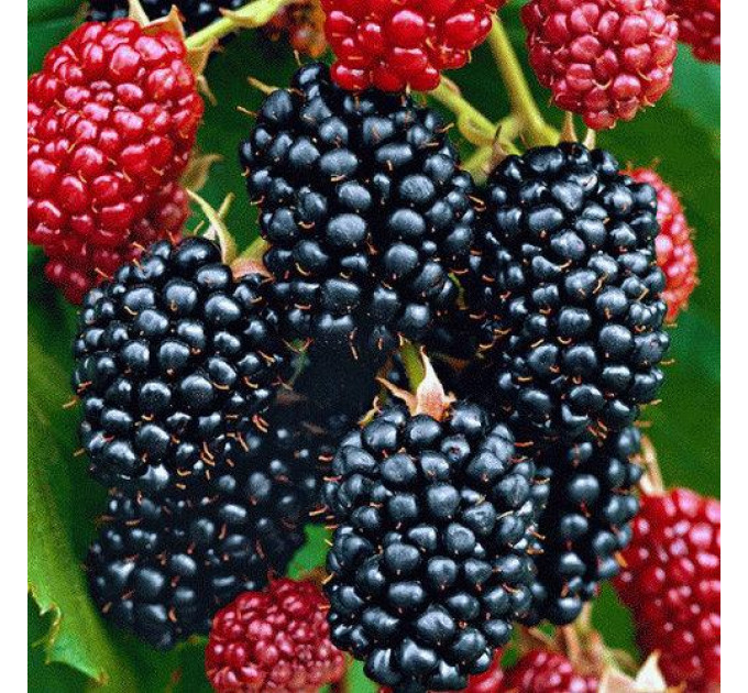 Саженцы ежевики сорт Dima 2 летние, конт. 2 л