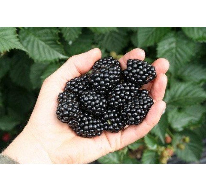 Саженцы ежевики сорт Dima 2 летние, конт. 2 л