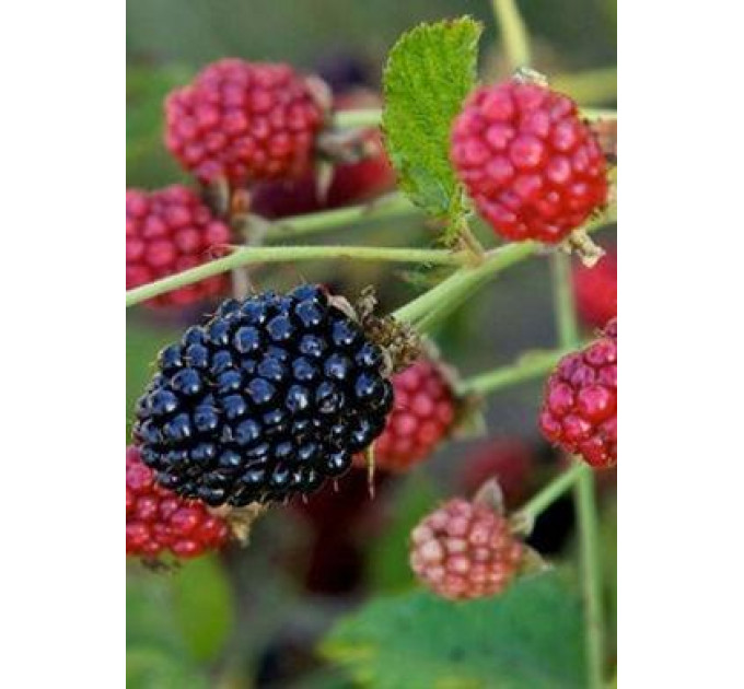 Саженцы ежевики сорт Беби Кейк, 2 года 5 л