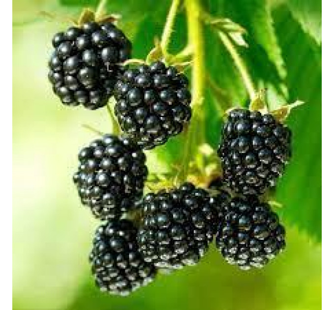 Саженцы ежевики сорт Беби Кейк, 2 года 5 л