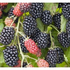 Ежевика сорт "Небеса Могут Подождать", 2 лет (C2)