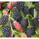 Ежевика сорт "Небеса Могут Подождать", 2 лет (C2)