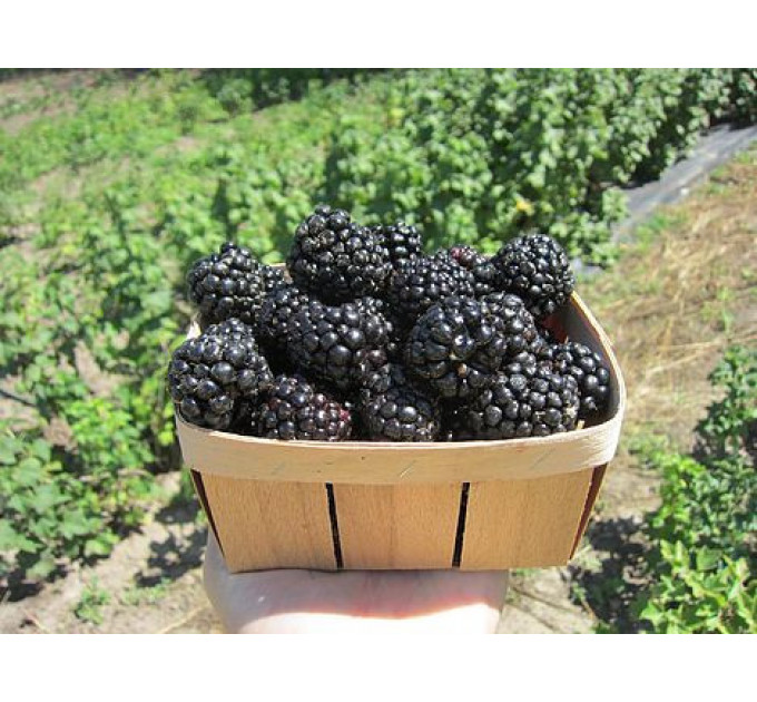 Ежевика сорт "Небеса Могут Подождать", 2 лет (C2)