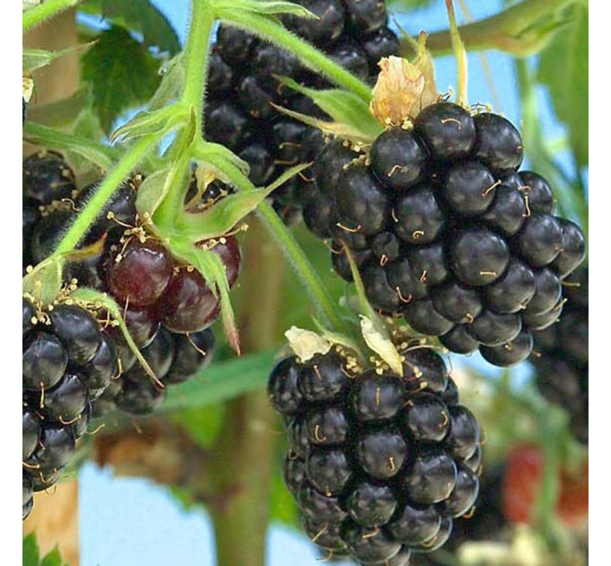 Ежевика Лох Мари 3 летняя, конт. 10 л