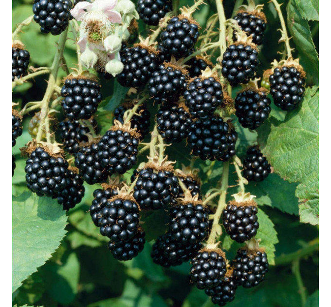 Саженцы ежевики Smootstem (Смутстем) 1.5 лет (С2)