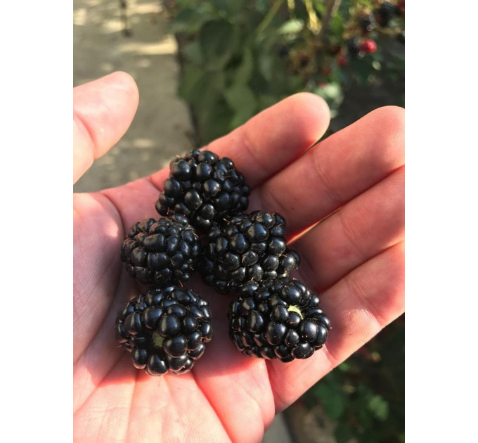 Саженцы ежевики сорт Relevant PBR 2 летние, конт. 3 л