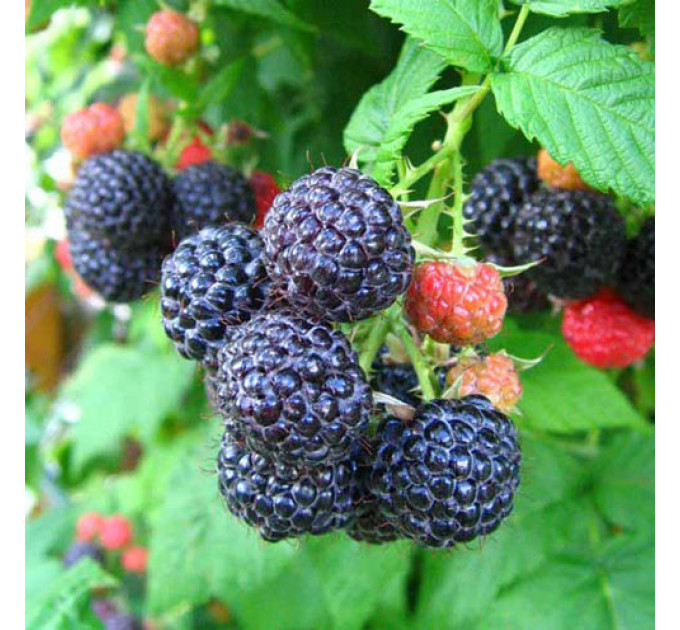 Саженцы ежевики сорт Бристоль 2 летние, конт. 3 л