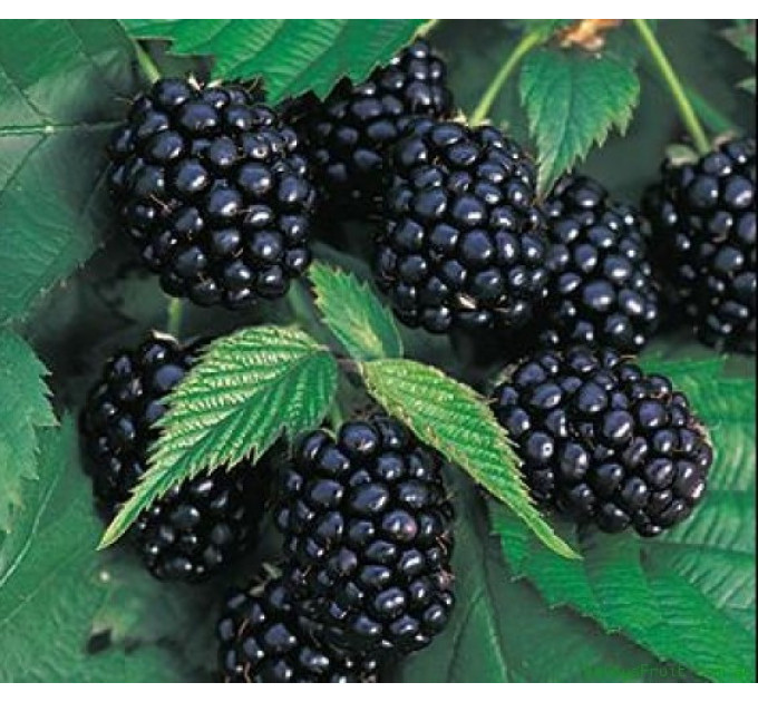 Саженцы ежевики Честер, 2 лет (пакет 7.5 л.)