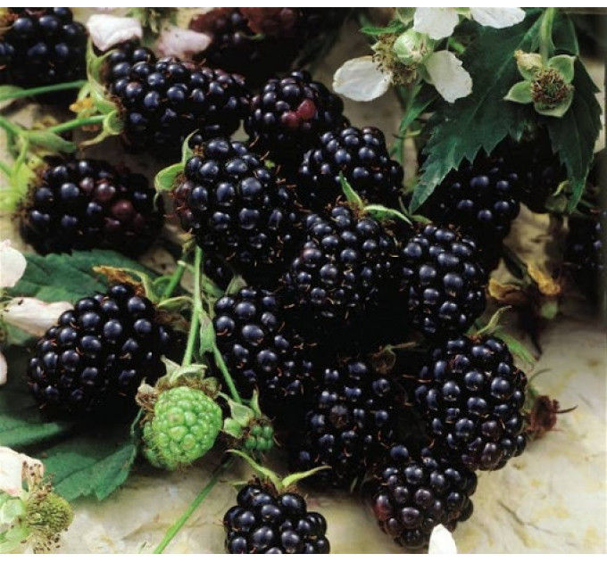 Саженцы ежевики Честер, 2 лет (пакет 7.5 л.)