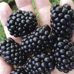 Саженцы ежевики Честер, 2 лет (пакет 7.5 л.)