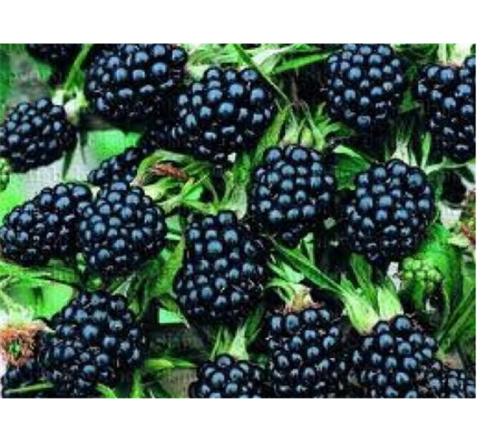 Ежевика Торнфри (Tornfree), полуупакованные