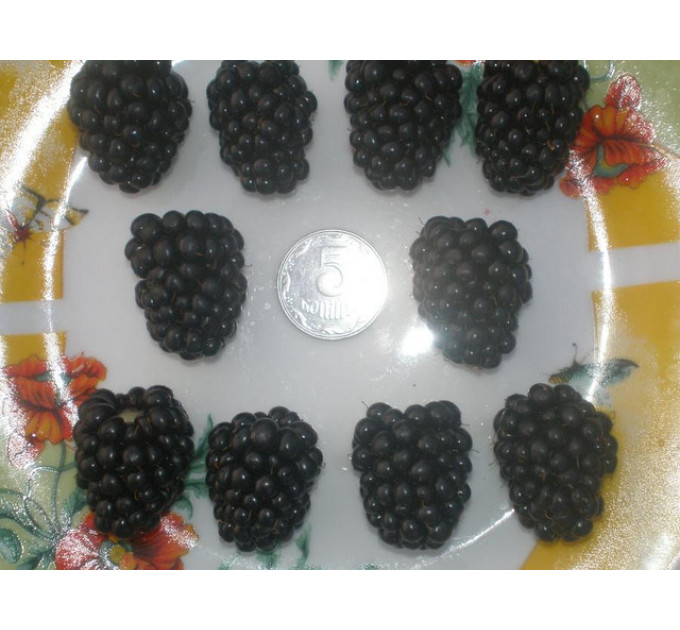 Ежевика Торнфри (Tornfree), полуупакованные