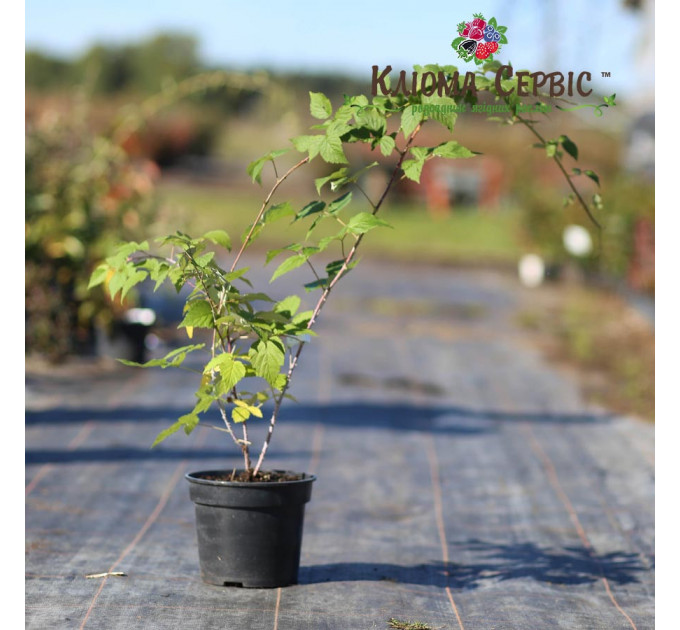 Саженцы ежевики сорт Бристоль 2 летние, конт. 3 л