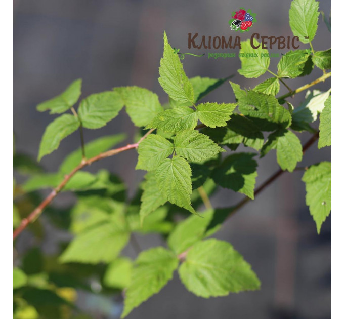 Саженцы ежевики сорт Бристоль 2 летние, конт. 3 л