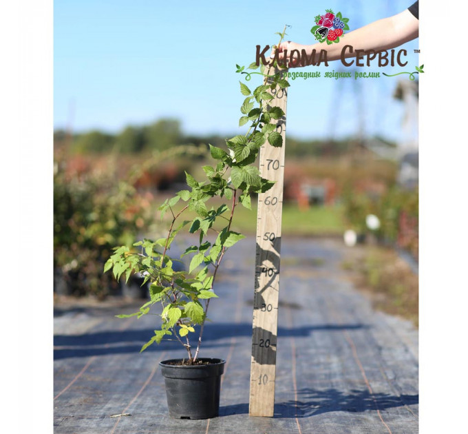 Саженцы ежевики сорт Бристоль 2 летние, конт. 3 л