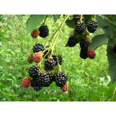 Ежевика Торнфри (Tornfree), полуупакованные