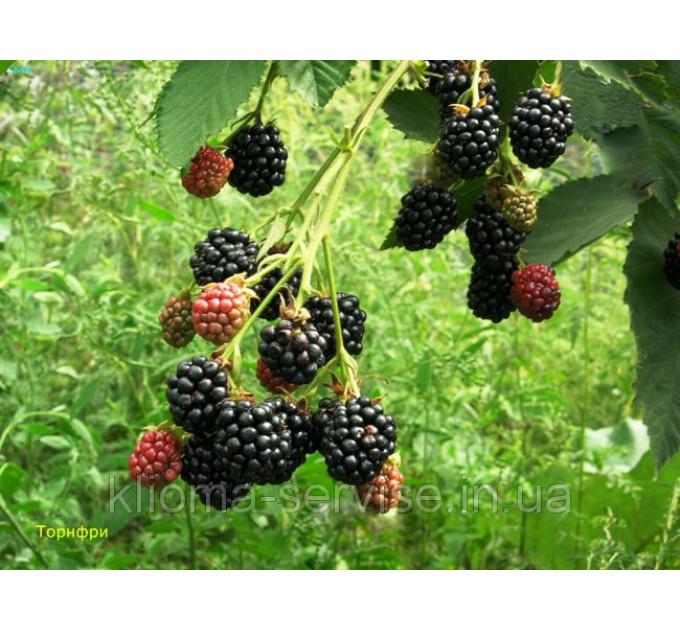 Ежевика Торнфри (Tornfree), полуупакованные