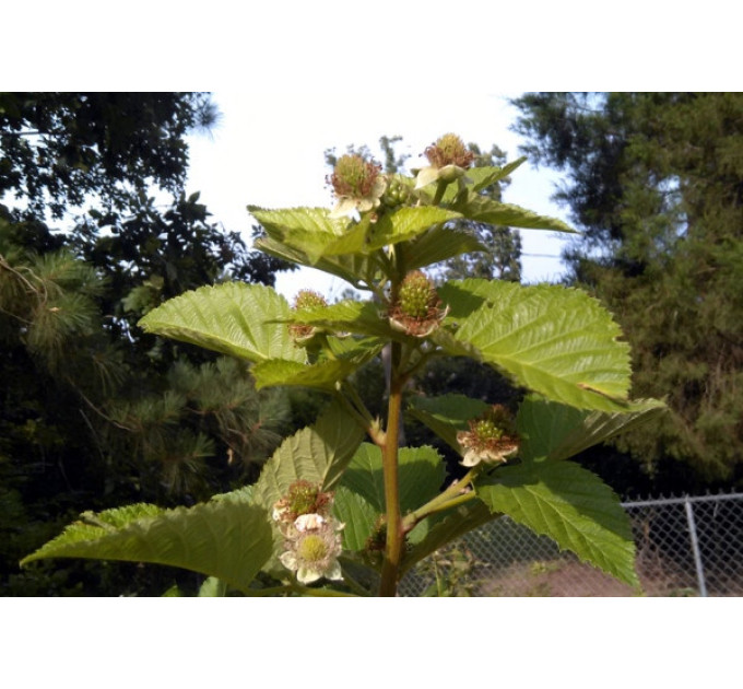 Ожина сорт Прайм Арк Фрідом, 2 річна (пакет 7.5 л.)