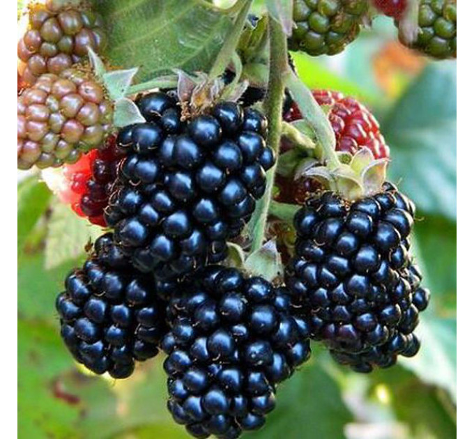 Ежевика сорт Джамбо 2 летняя. конт. 3 л