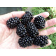 Ежевика сорт Трипл Краун 2 летняя, конт. 3 л