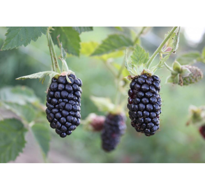 Ежевика Блэк Бьюти (Black Butte), 2 лет (С2)