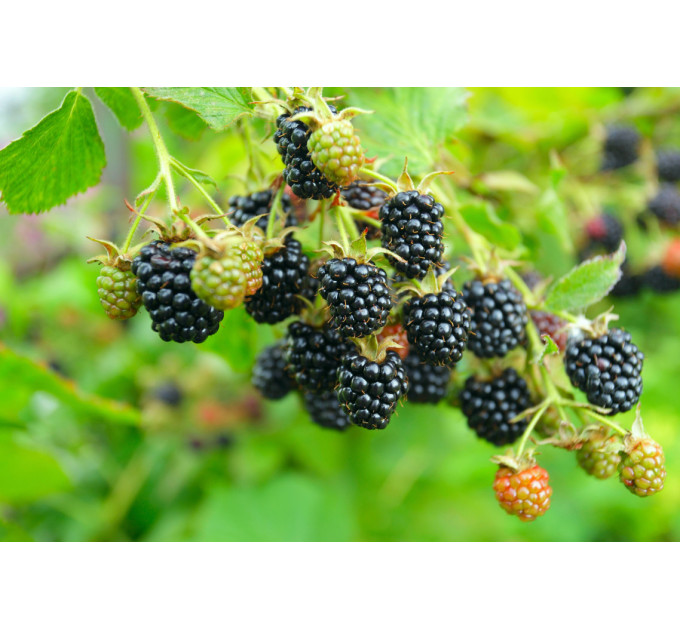 Ежевика сорт Трипл Краун 2 летняя, конт. 3 л