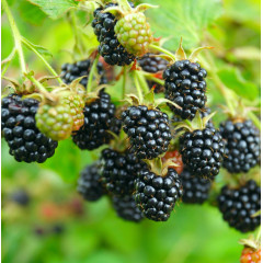 Ежевика сорт Трипл Краун 2 летняя, конт. 3 л