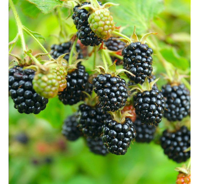 Ежевика сорт Трипл Краун 2 летняя, конт. 3 л