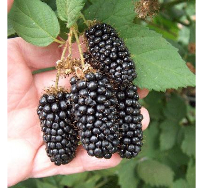 Ежевика Блэк Бьюти (Black Butte), 2 лет (С2)