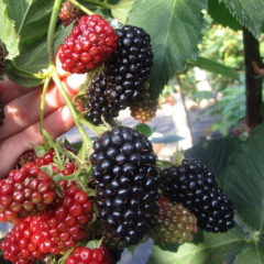 Ежевика Вождь Джозеф в контейнере, 1 лет.