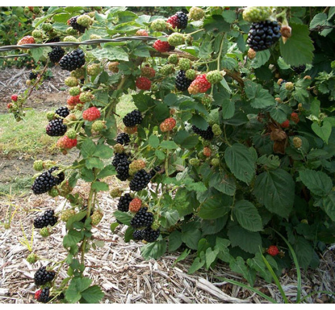 Ежевика сорт Полар, 2 лет (пакет 7.5 л)