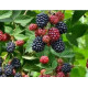 Саженцы ежевики сорт Блэк Перл, 2 контейнер 3 л