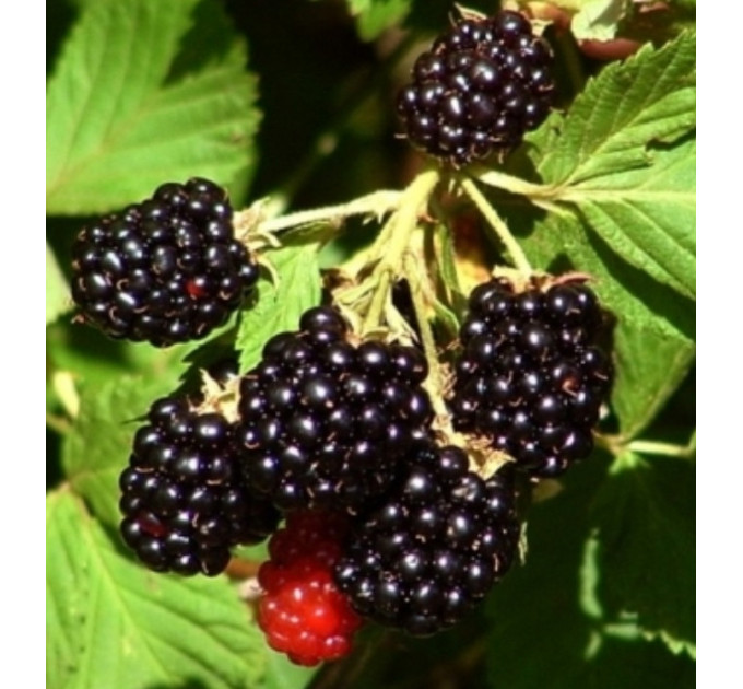 Саженцы ежевики сорт Бжезина (Bgezina) 3 летние, конт. 10 л