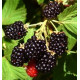 Саженцы ежевики сорт Бжезина (Bgezina) 3 летние, конт. 10 л