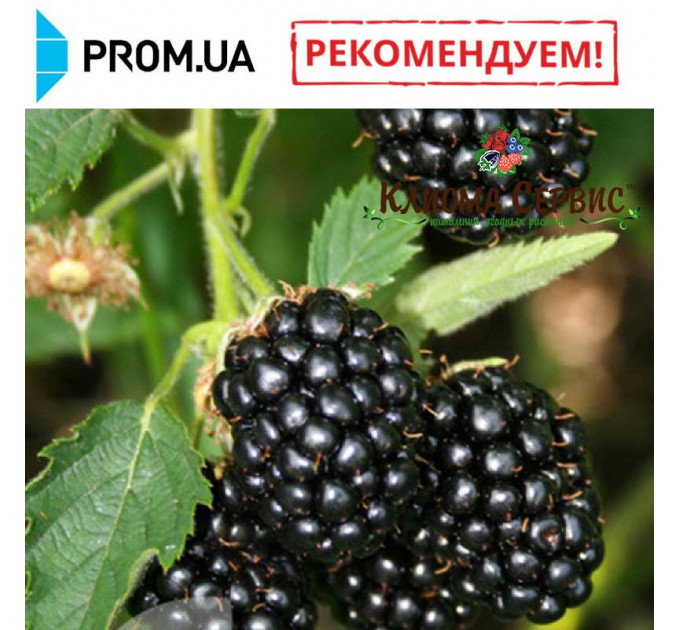 Саженцы ежевики сорт Бжезина (Bgezina) 3 летние, конт. 10 л