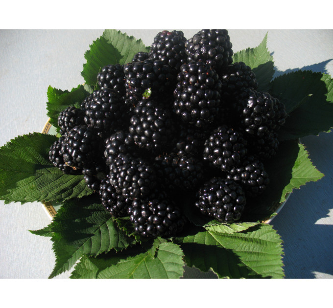 Саженцы ежевики сорт Вон, 2 года 5 л