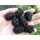 Ежевика сорт Трипл Краун 4 летняя, конт. 20 л