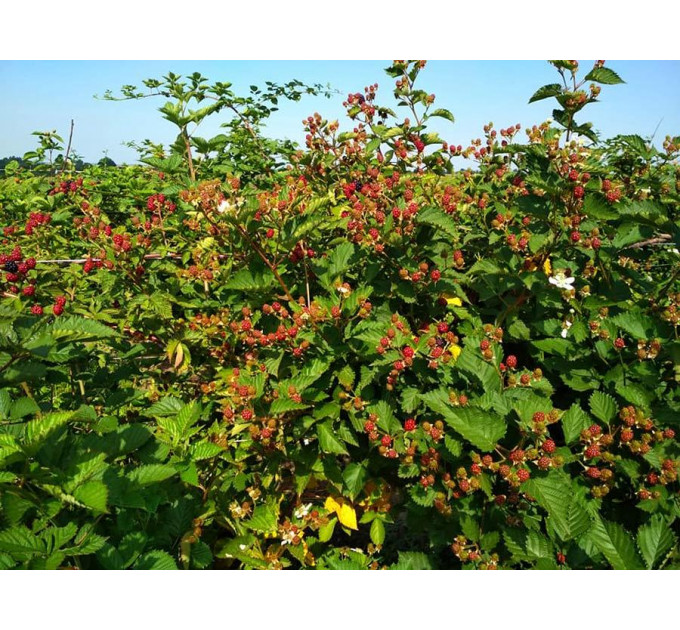 Ежевика сорт Трипл Краун 4 летняя, конт. 20 л