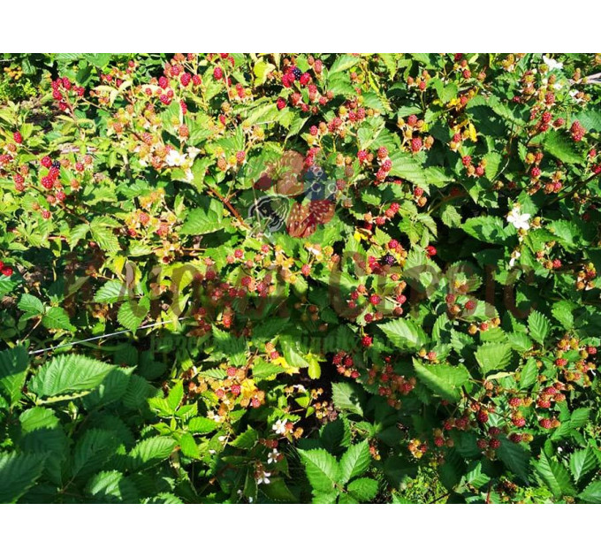 Ежевика сорт Трипл Краун 4 летняя, конт. 20 л