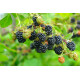 Ежевика сорт Трипл Краун 4 летняя, конт. 20 л