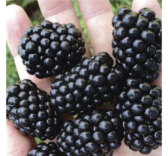 Саженцы ежевики Честер, 2 лет 5 л