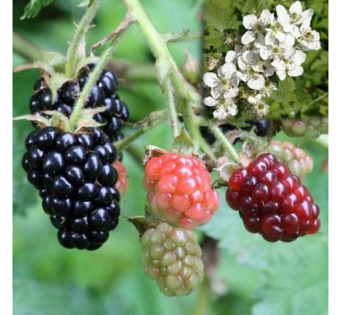 Ежевика сорт Дойл (Doyle), 2 летняя 5 л