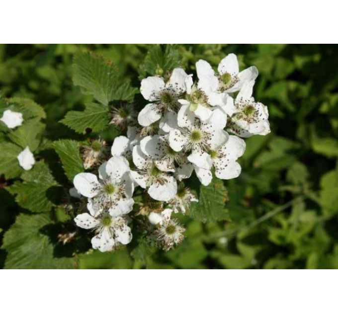 Ежевика сорт Дойл (Doyle), 2 летняя 5 л