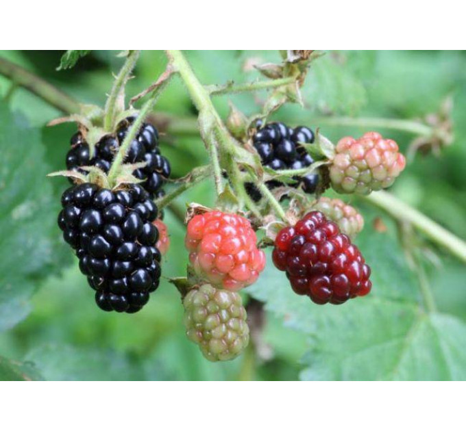 Ежевика сорт Дойл (Doyle), 2 летняя 5 л