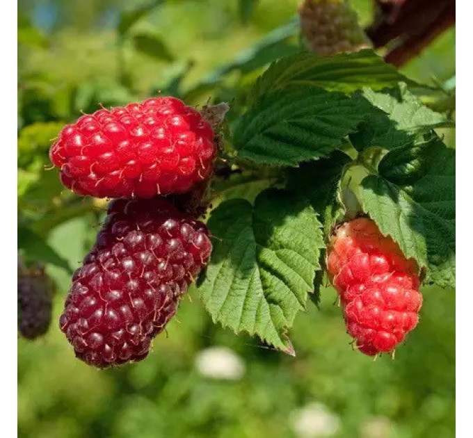 Ежевика сорт Букингем Тайберри 2 летняя, конт. 1.5 л