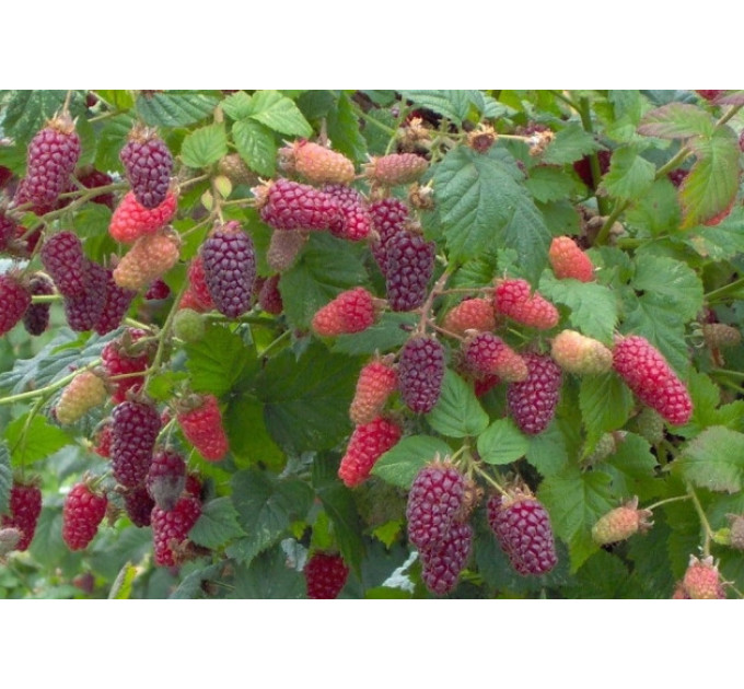 Ежевика сорт Букингем Тайберри 2 летняя, конт. 1.5 л