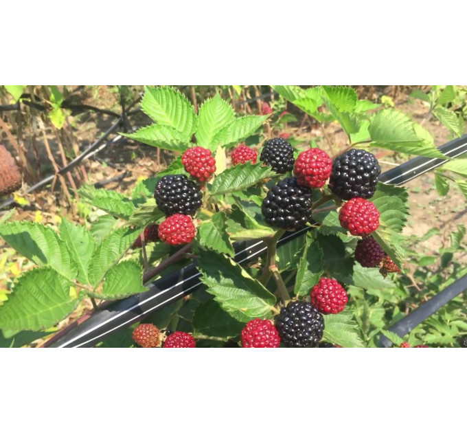 Ежевика сорт Джамбо, 2 летние 5 л