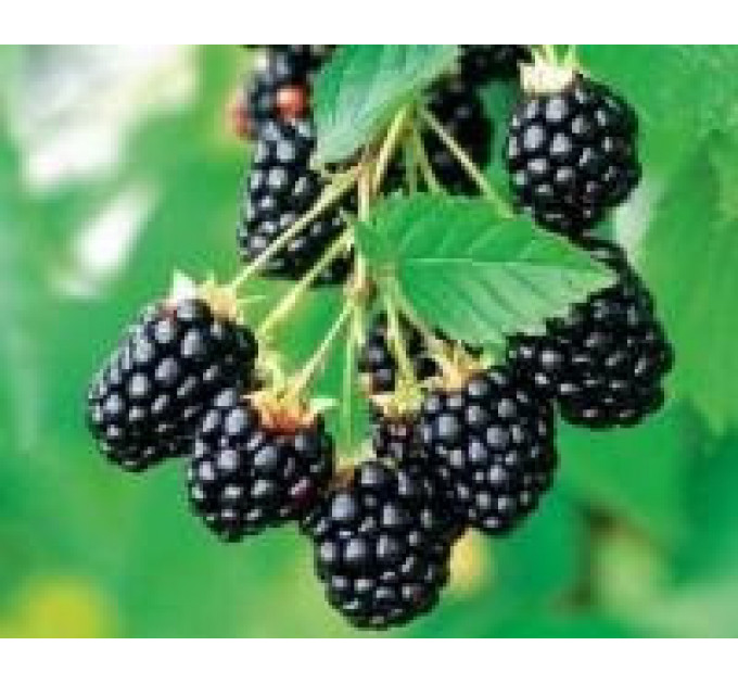 Ежевика Вождь Джозеф, 2 лет (С2)