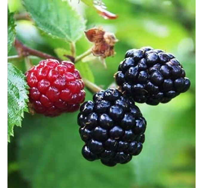 Саженцы ежевики сорт Arapaho 2 летние, конт. 2 л